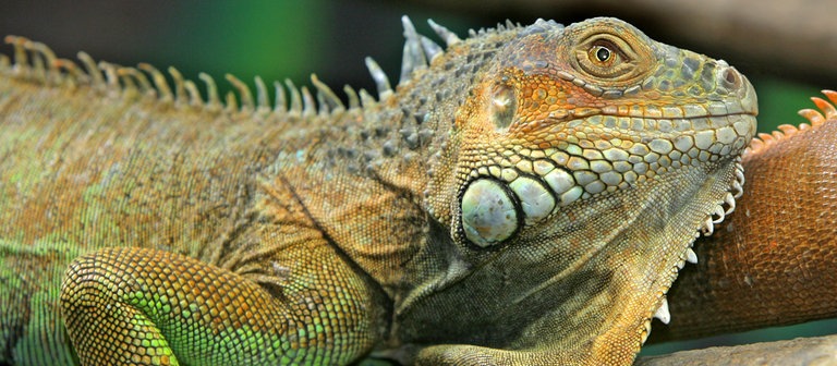 Grüner Leguan (Foto: dpa Bildfunk, Picture Alliance)
