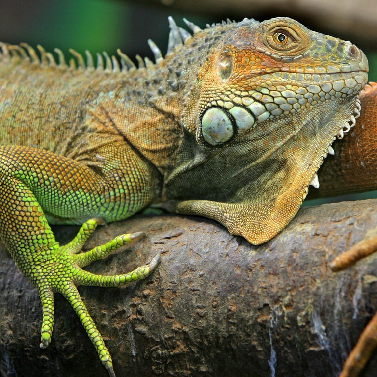 Grüner Leguan (Foto: dpa Bildfunk, Picture Alliance)