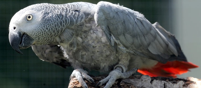Ein Graupapagei (Foto: dpa Bildfunk, Picture Alliance)