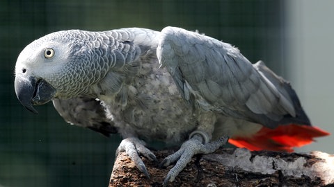 Ein Graupapagei (Foto: dpa Bildfunk, Picture Alliance)