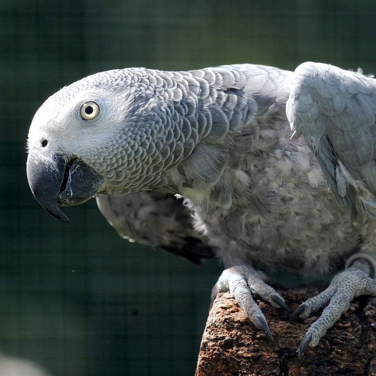 Ein Graupapagei (Foto: dpa Bildfunk, Picture Alliance)