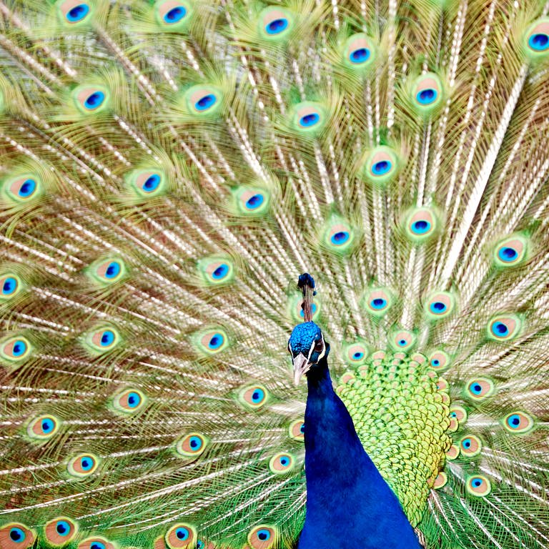 Ein Blauer Pfau zeigt sein prächtiges Farbenkleid