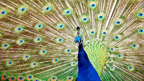 Ein Blauer Pfau zeigt sein prächtiges Farbenkleid (Foto: dpa Bildfunk, Picture Alliance)
