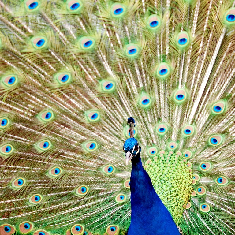 Ein Blauer Pfau zeigt sein prächtiges Farbenkleid (Foto: dpa Bildfunk, Picture Alliance)
