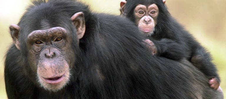 Schimpanse mit Baby (Foto: dpa Bildfunk, Picture Alliance)