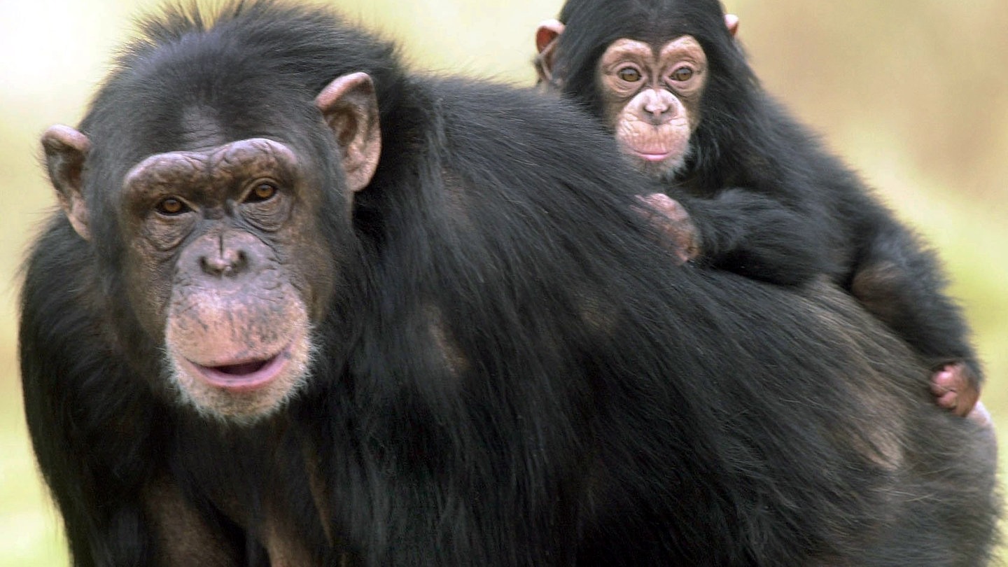 Schimpanse mit Baby (Foto: dpa Bildfunk, Picture Alliance)