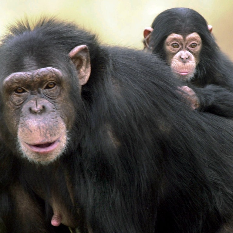 Schimpanse mit Baby (Foto: dpa Bildfunk, Picture Alliance)