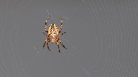 Eine Kreuzspinne im Netz (Foto: SWR)