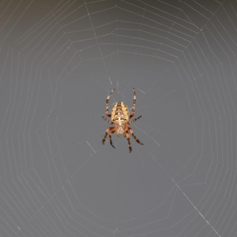 Eine Kreuzspinne im Netz (Foto: SWR)