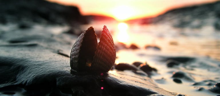 Die untergehende Sonne lässt eine Herzmuschel rötlich schimmern (Foto: dpa Bildfunk, Picture Alliance)
