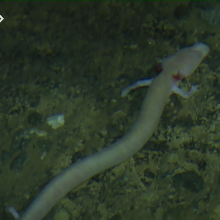 Ein Grottenolm im Wasser in einer Höhle (Foto: SWR)