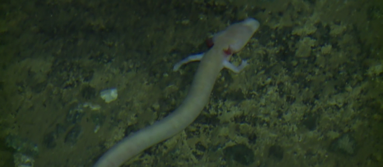 Ein Grottenolm im Wasser in einer Höhle (Foto: SWR)