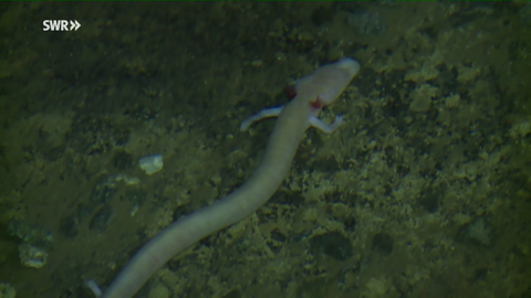 Ein Grottenolm im Wasser in einer Höhle (Foto: SWR)