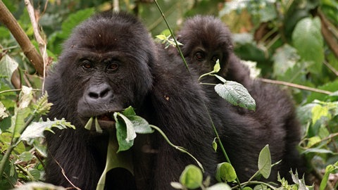 Ein erwachsener Gorilla mit einem kleinen Gorillababy (Foto: picture-alliance / Reportdienste, Oliver Berg)