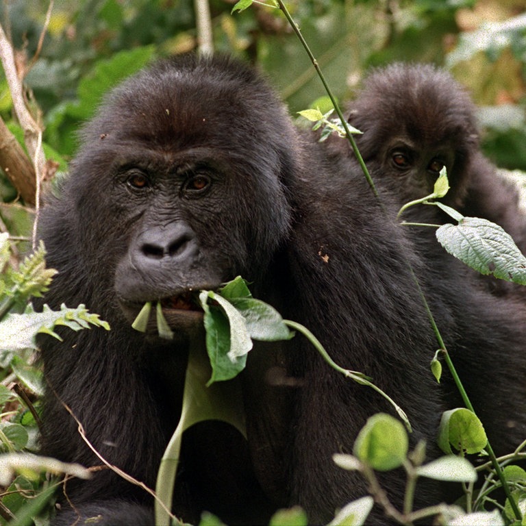 Ein erwachsener Gorilla mit einem kleinen Gorillababy (Foto: picture-alliance / Reportdienste, Oliver Berg)