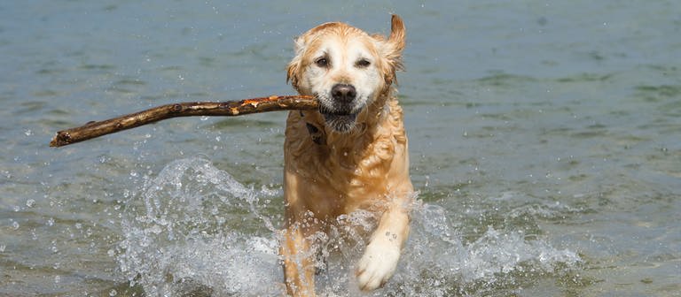 Ein Hund sucht am Strand eine Abkühlung