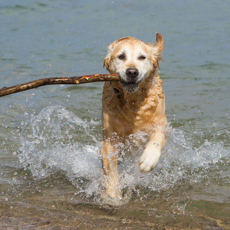 Ein Hund sucht am Strand eine Abkühlung (Foto: Picture Alliance)