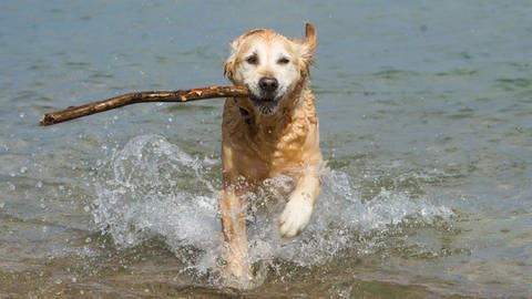 Ein Hund sucht am Strand eine Abkühlung (Foto: dpa Bildfunk, Picture Alliance)
