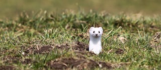 Ein Hermelin im weißen Winterfell schaut auf einer grünen Wiese aus einem Erdloch