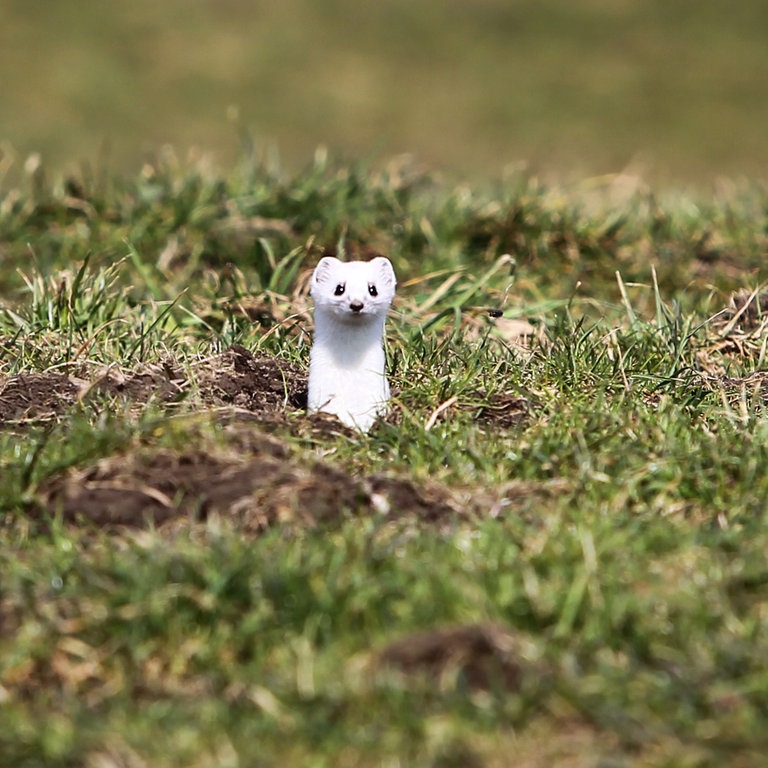 Säuge Thiere IX. - 1) Die Canadische Fischotter. - 2) Die Meerotter. - 3)  Der Baum-Marder. - 4) Der Zobel. - 5) Der Hermelin. - 6) Das Veeh. -  Mustelidae Marder otter