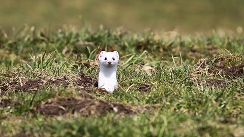 Ein Hermelin im weißen Winterfell schaut auf einer grünen Wiese aus einem Erdloch (Foto: dpa Bildfunk, Picture Alliance)