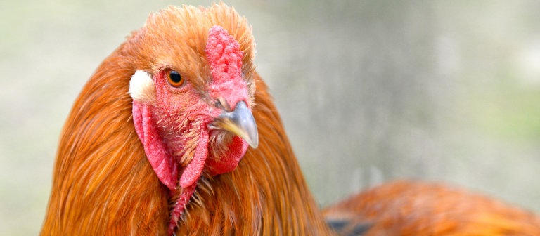 Ein Brahmer Hahn (Foto: dpa Bildfunk, Picture Alliance)