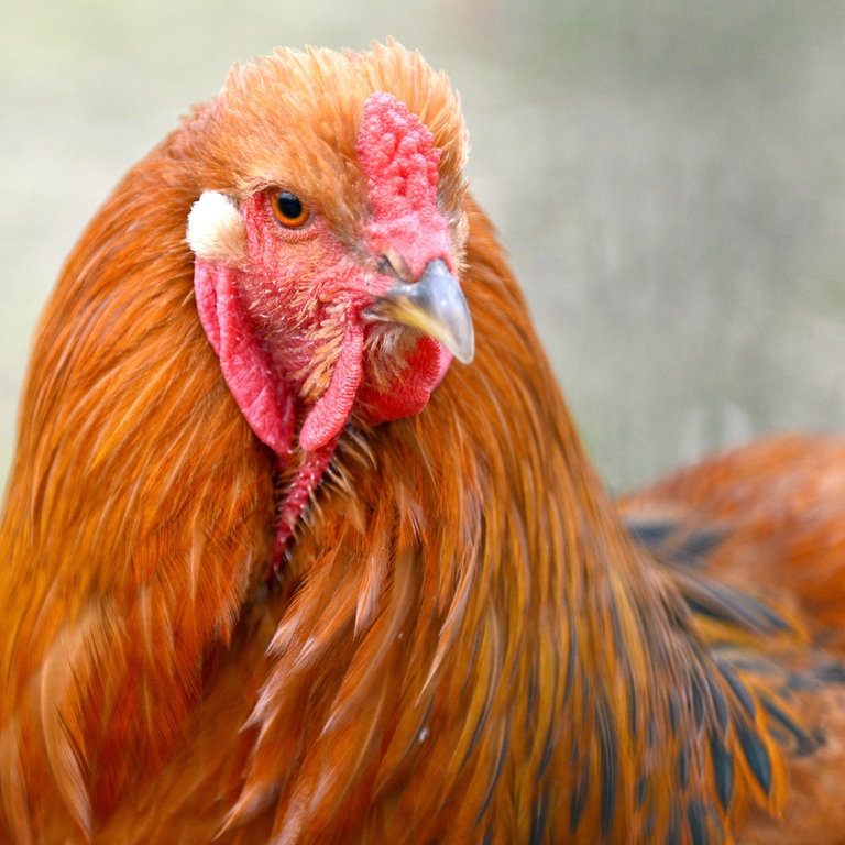 Ein Brahmer Hahn (Foto: dpa Bildfunk, Picture Alliance)