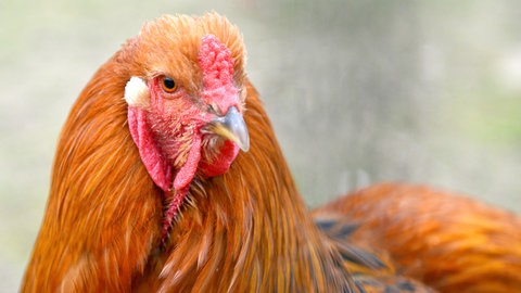 Ein Brahmer Hahn (Foto: dpa Bildfunk, Picture Alliance)