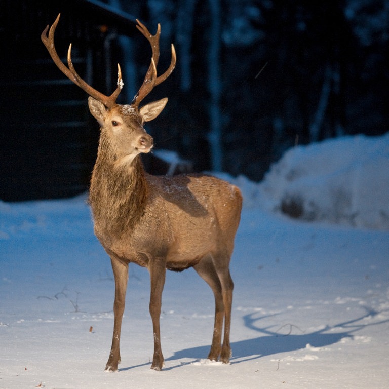 Ein Rothirsch steht auf schneebedecktem Boden (Foto: dpa Bildfunk, Picture Alliance)