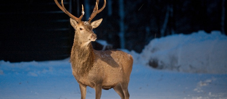 Ein Rothirsch steht auf schneebedecktem Boden (Foto: dpa Bildfunk, Picture Alliance)