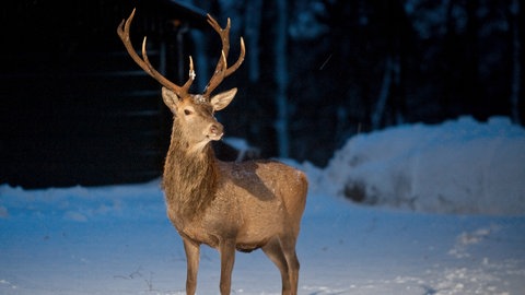Ein Rothirsch steht auf schneebedecktem Boden (Foto: dpa Bildfunk, Picture Alliance)