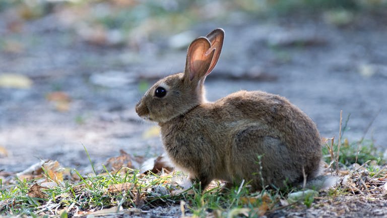 Ein Kaninchen hockt im Park (Foto: dpa Bildfunk, Picture Alliance)