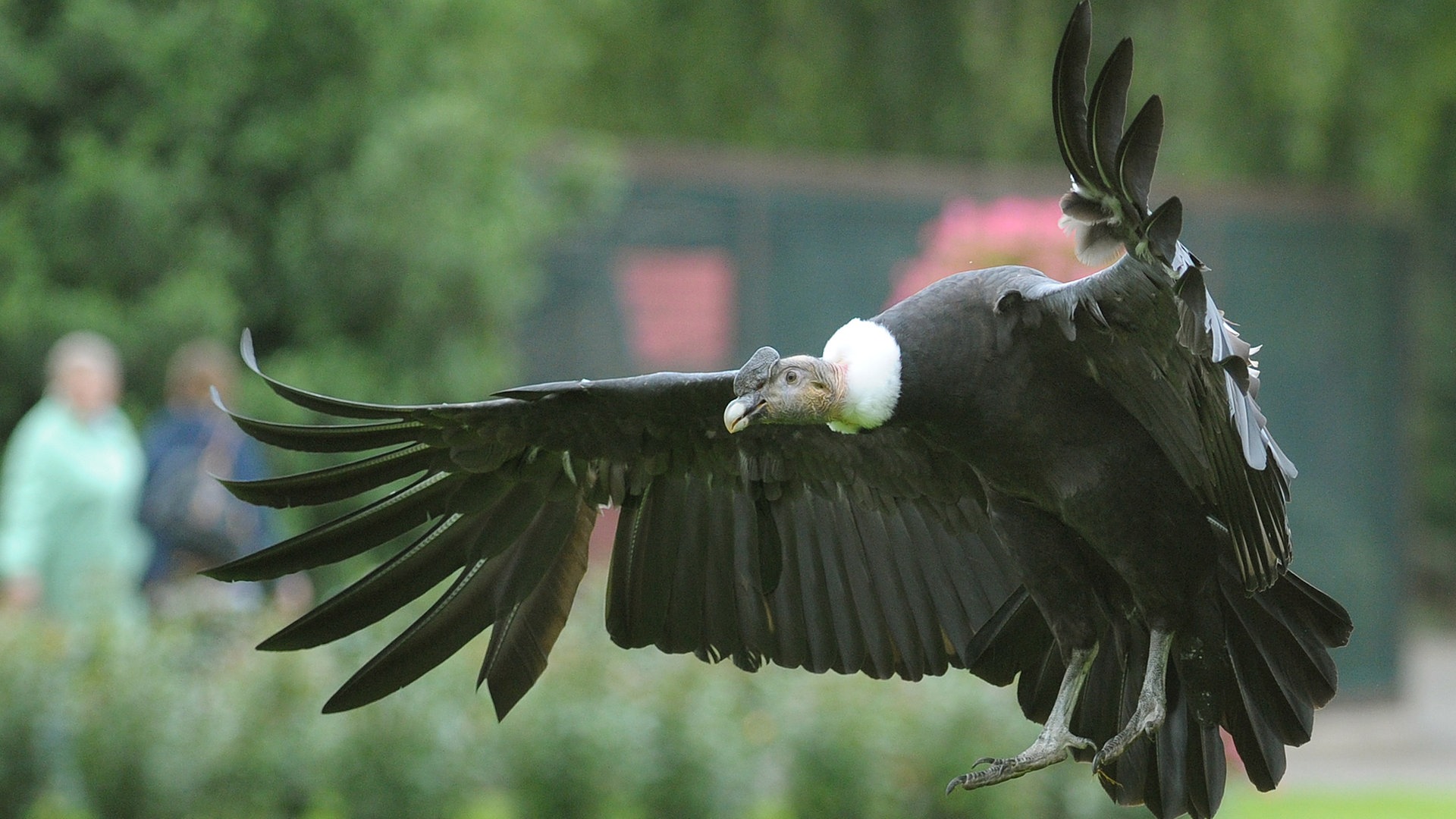 Ein Andenkondor fliegt (Foto: dpa Bildfunk, Picture Alliance)