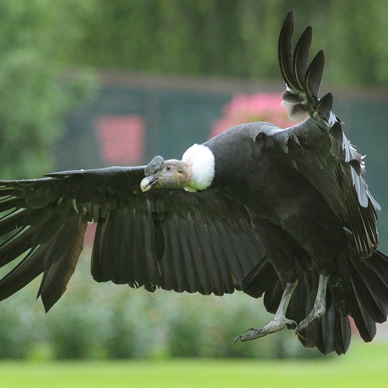 Ein Andenkondor fliegt (Foto: dpa Bildfunk, Picture Alliance)