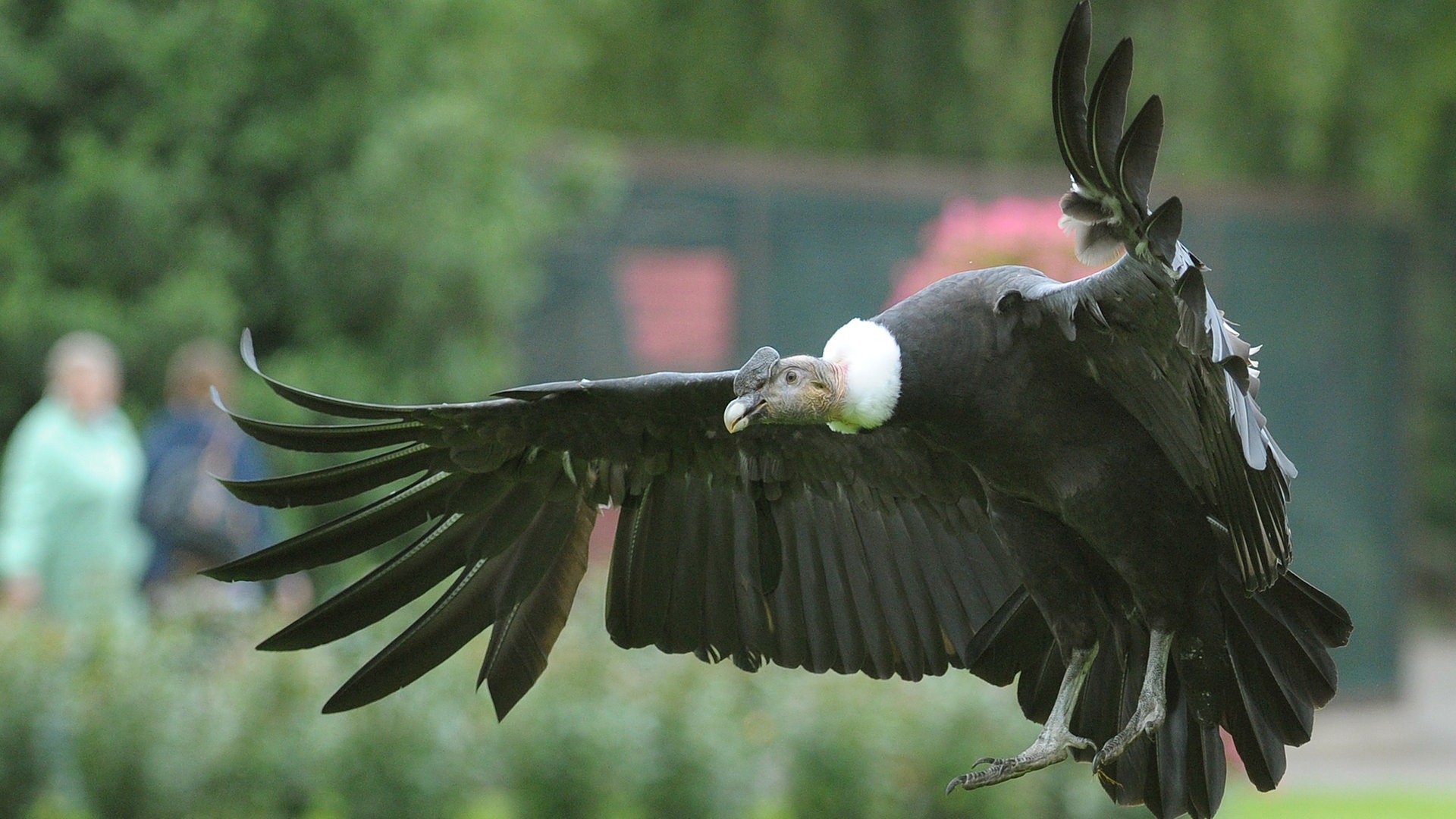 Foto: dpa Bildfunk, Picture Alliance Ein Andenkondor fliegt (Foto: dpa Bildfunk, Picture Alliance)