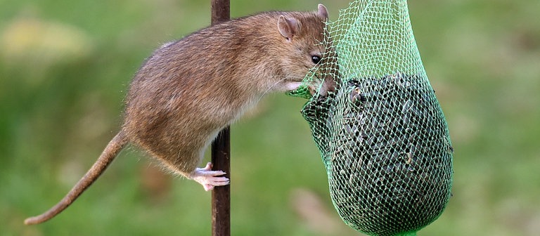 Eine Ratte (Foto: dpa Bildfunk, Picture Alliance)