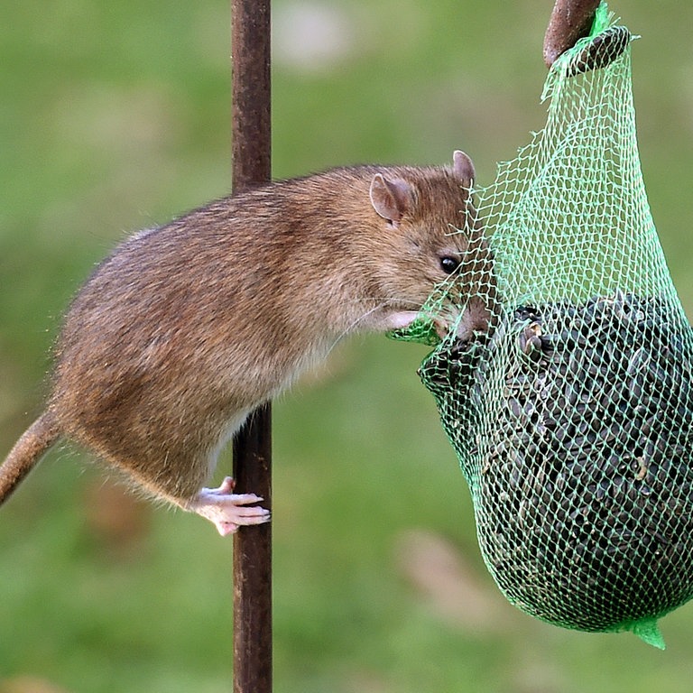 Eine Ratte (Foto: dpa Bildfunk, Picture Alliance)