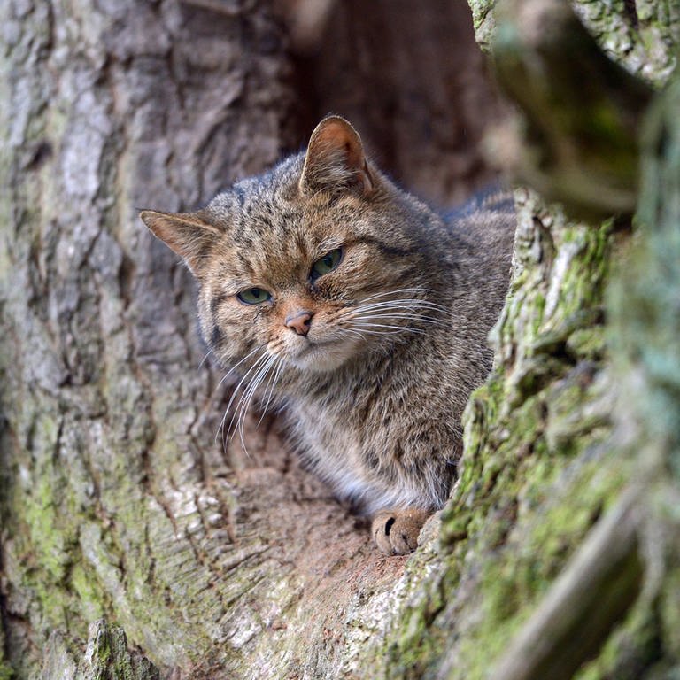 Eine Wildkatze sitzt in einem Baumloch (Foto: dpa Bildfunk, Picture Alliance)