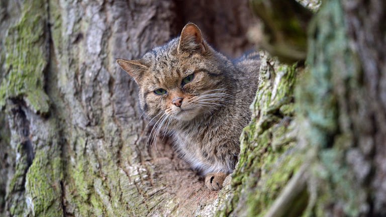Eine Wildkatze sitzt in einem Baumloch (Foto: dpa Bildfunk, Picture Alliance)