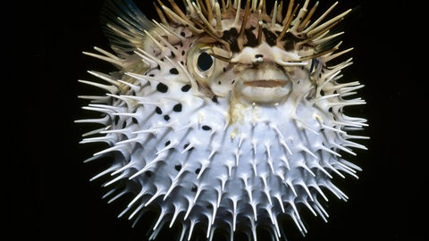Igelfisch in Verteidigungsstellung (Foto: IMAGO, ZUMA Press)