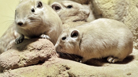 Zwischen Felsspalten versteckt präsentiert sich eine Gundi-Familie. (Foto: dpa Bildfunk, Picture Alliance)