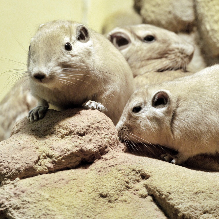 Zwischen Felsspalten versteckt präsentiert sich eine Gundi-Familie. (Foto: dpa Bildfunk, Picture Alliance)