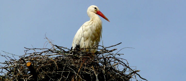 ein Storch sitzt auf seinem Nest (Foto: SWR)