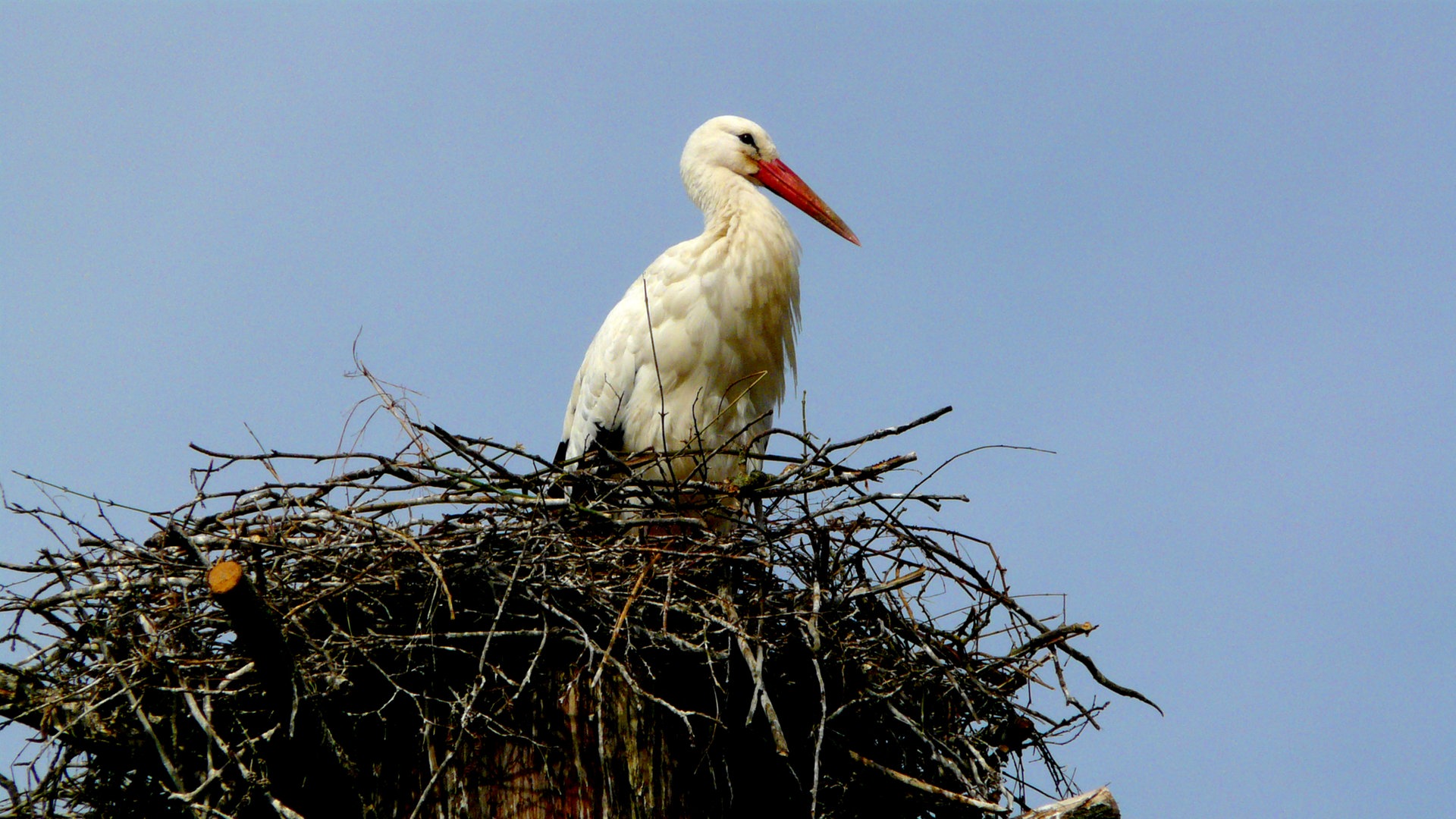 ein Storch sitzt auf seinem Nest (Foto: SWR)