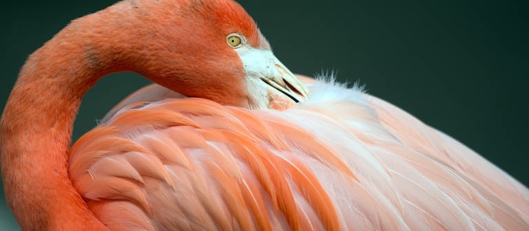 Ein Flamingo putzt sich (Foto: dpa Bildfunk, Picture Alliance)