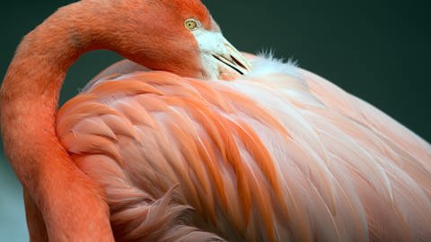 Ein Flamingo putzt sich (Foto: dpa Bildfunk, Picture Alliance)