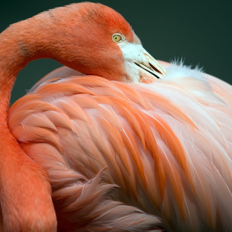 Ein Flamingo putzt sich (Foto: dpa Bildfunk, Picture Alliance)