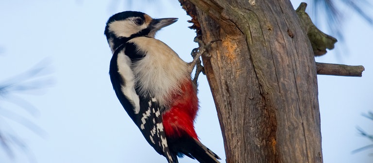 Ein Buntspecht (Foto: dpa Bildfunk, Picture Alliance)