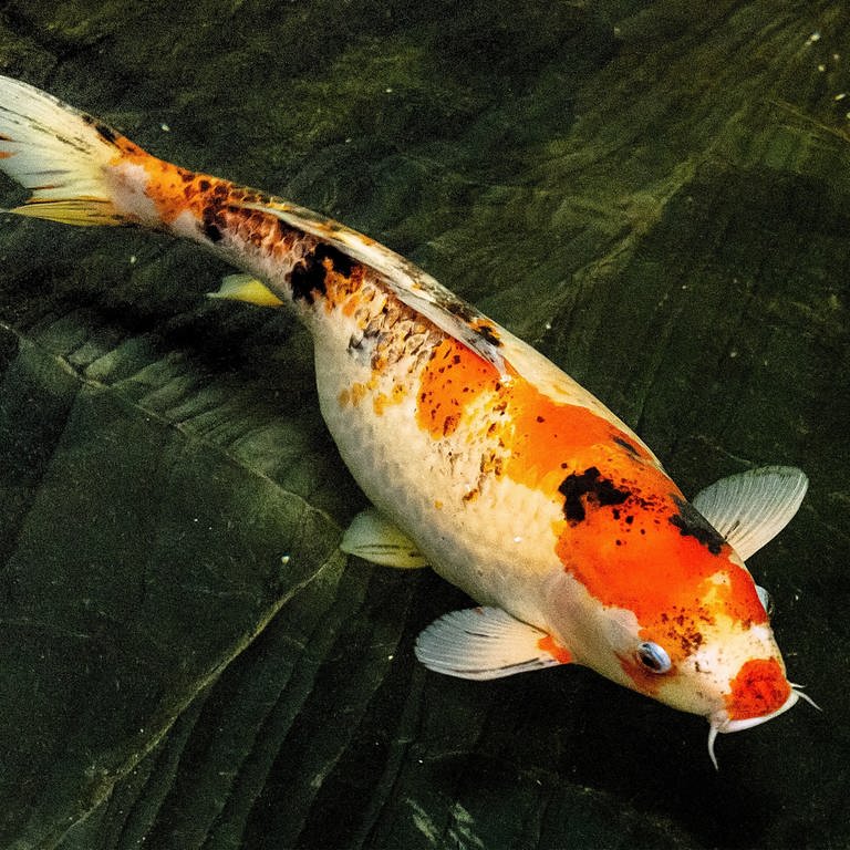 Ein Koi-Fisch (Foto: Colourbox)