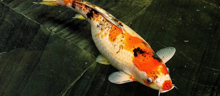 Ein Koi-Fisch (Foto: Colourbox)